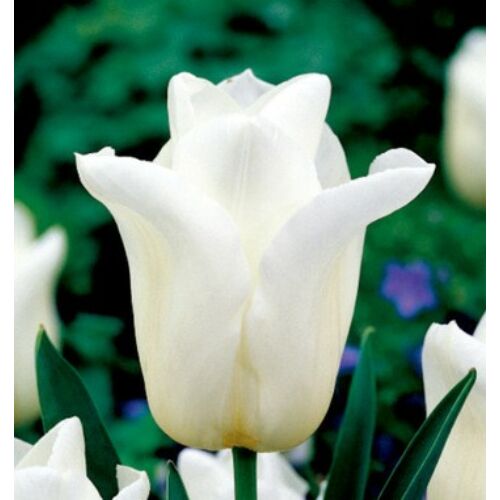 Tulipán - AGRASS WHITE