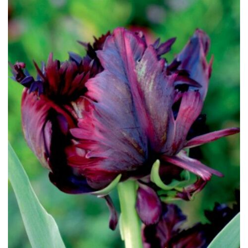 Tulipán - BLACK PARROT