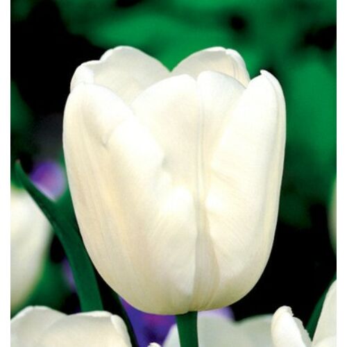 Tulipán - WHITE DREAM