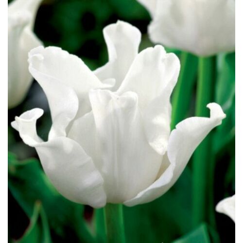 Tulipán - WHITE LIBERSTAR