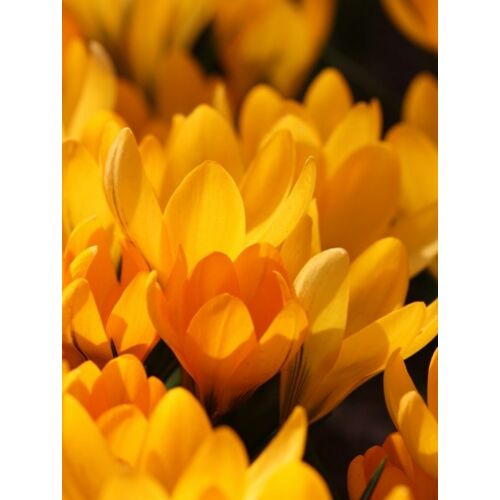Varázsolj tavaszt! - Krókusz (óriás virágú) 'Golden Yellow'