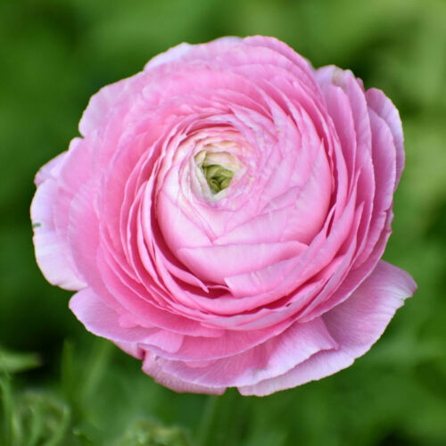 RANUNCULUS - Boglárka (rózsaszín)