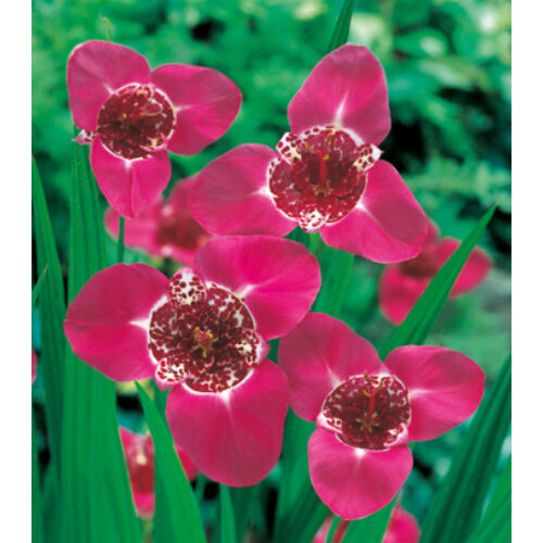 TIGRIDIA - Tigrisliliom pink-lila