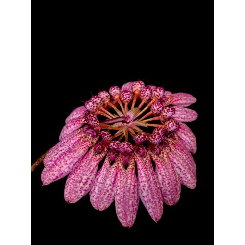 Bulbophyllum Eberhardtii