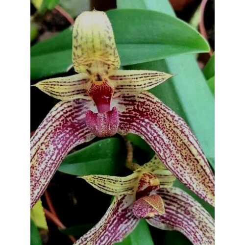 Bulbophyllum lobbi x frostii