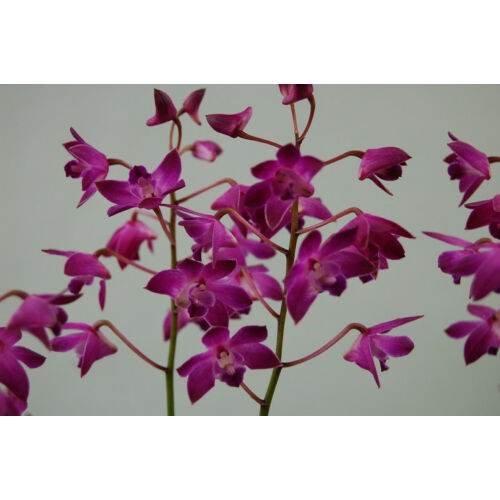 Dendrobium Berry Oda (10+ virágszár)