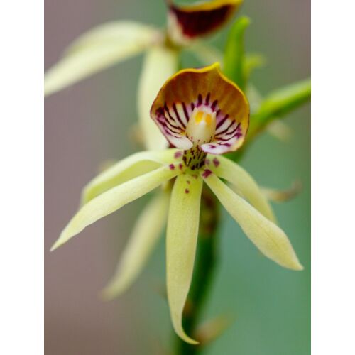 Epidendrum lancifolium