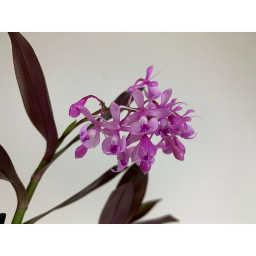 Epidendrum Anika (1 virágszár)
