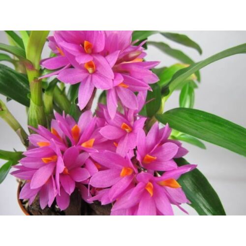 Dendrobium Hibiki (5-8 virág)