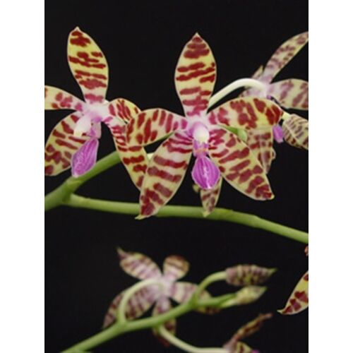 Phalaenopsis bastianii (Fiatal növ.)