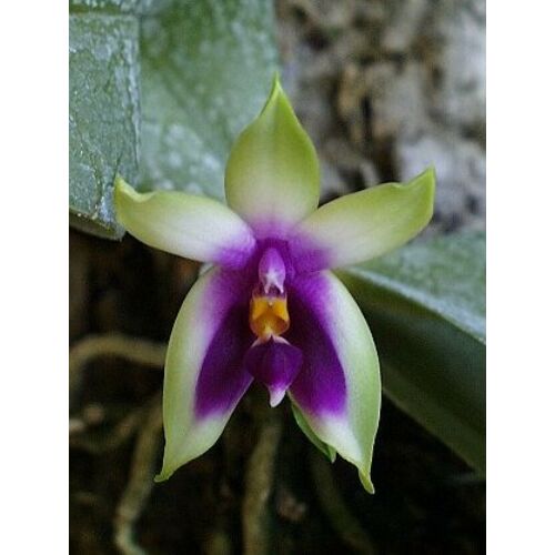 Phalaenopsis violacea 'Borneo Type'