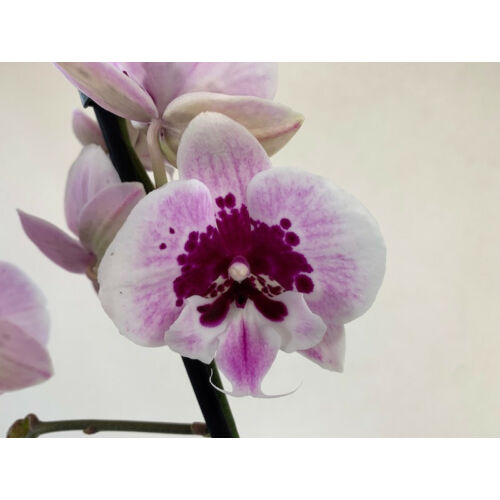 Phalaenopsis Aladin ( 2 virágszár)
