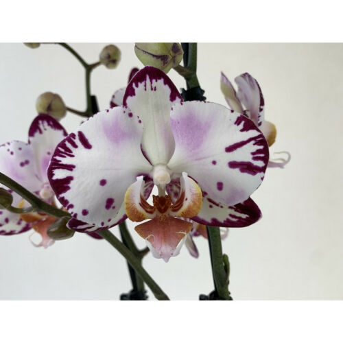 Phalaenopsis Bernadetta   ( 2 virágszár)
