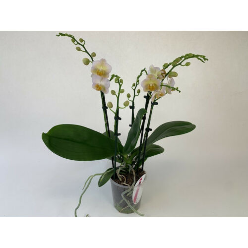 Phalaenopsis Burgundy   ( 2 virágszár)