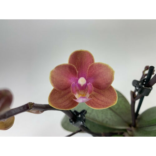 PhalaenopsisDustyBelle
