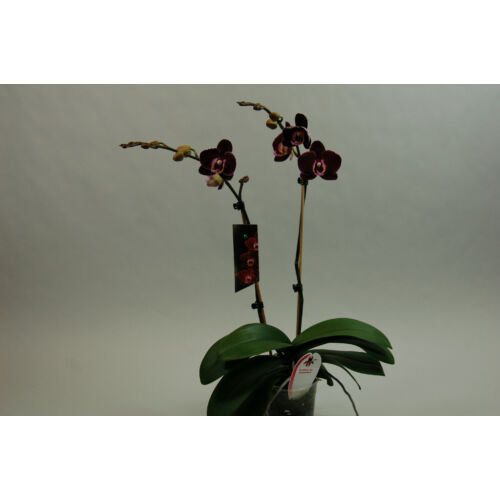 PhalaenopsisElegantDebora