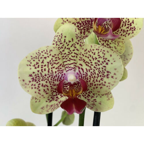 Phalaenopsis Fancy Freckles ( 2 virágszár)