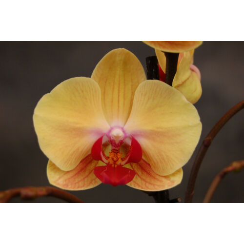 PhalaenopsisGoldenBeauty