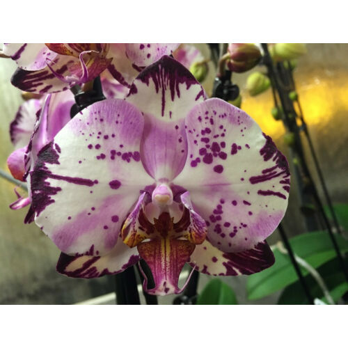 PhalaenopsisMagicArt
