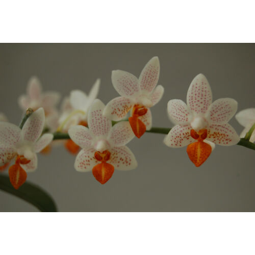 Phalaenopsis Minimark (3 virágszár)