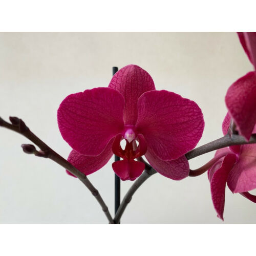 Phalaenopsis Parvarotti (2 virágszár)