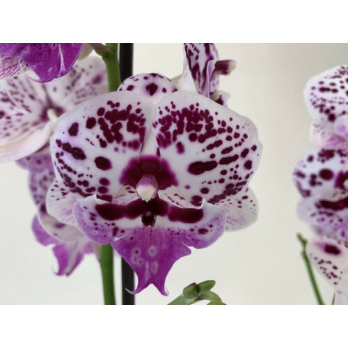 Phalaenopsis Speechless Elegance (2-3 virágszár)