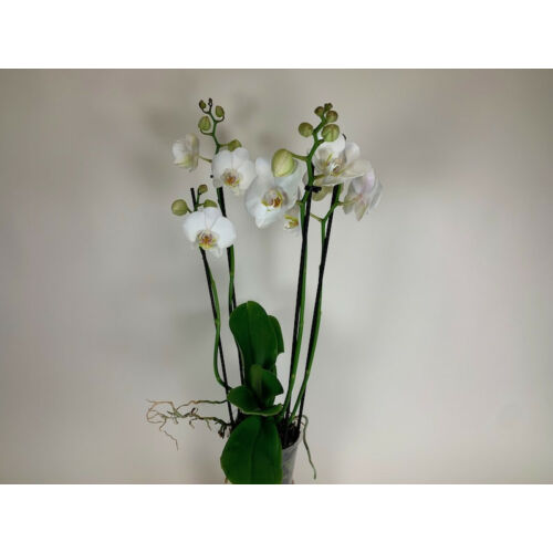 Phalaenopsis Tropic Snowball (3-4 virágszár)