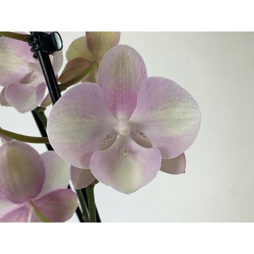 Phalaenopsis Venetian Carneval (2 virágszár)