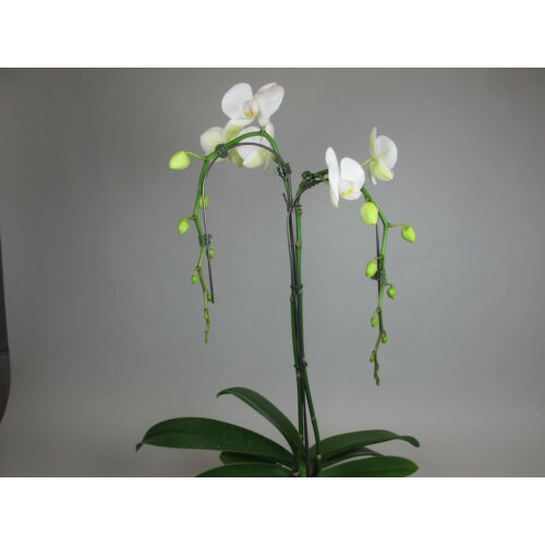 Phalaenopsis White Tree (2 virágszár)