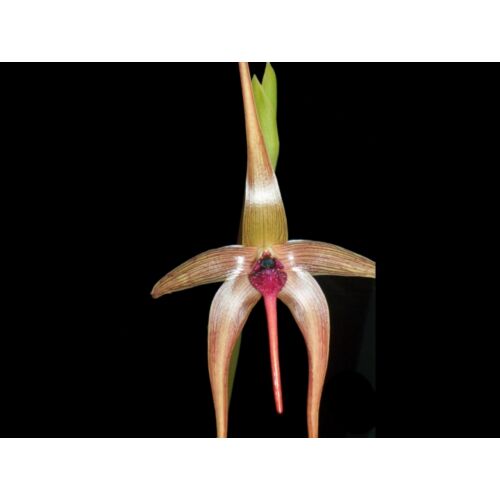 Bulbophyllum echinolabium orchidea