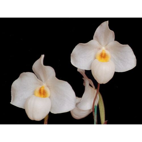 Paph. Armeni White papucs orchidea