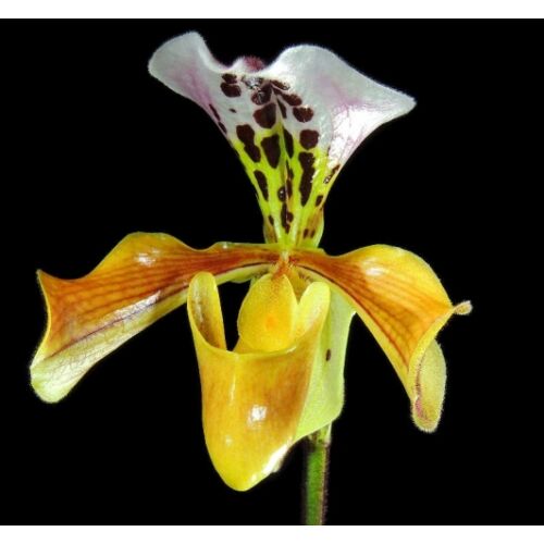 Paphiopedilum gratrixianum papucs orchidea