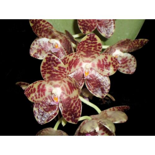 Phalaenopsis gigantea 15-20cm orchidea