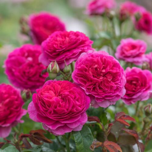 Gabriel Oak ® - David Austin rózsa