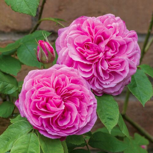 Gertrude Jekyll ® - David Austin rózsa