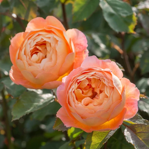 Lady Emma Hamilton - David Austin angol rózsa