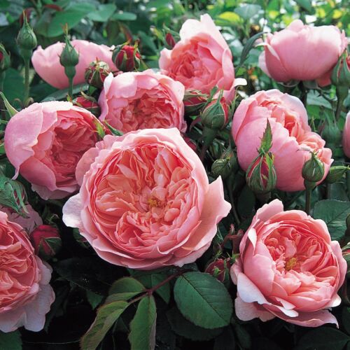 The Alnwick Rose  - David Austin angol rózsa