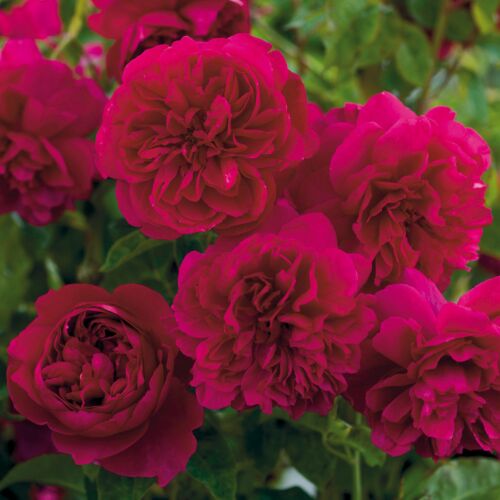Thomas A Becket ® - David Austin rózsa