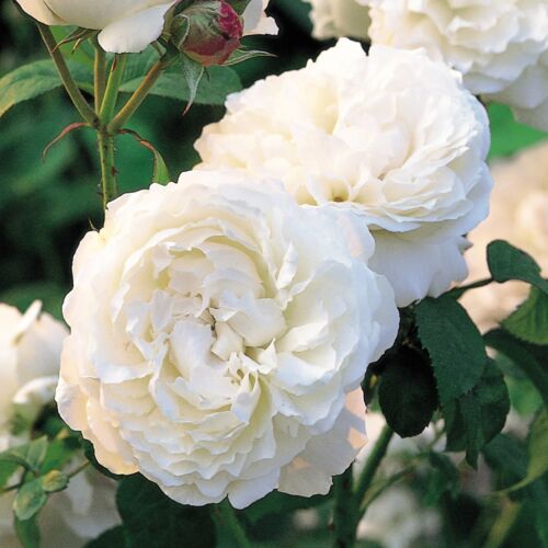 Winchester Cathedral ® - David Austin rózsa