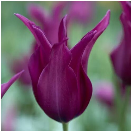 Tulipán - BURGUNDY