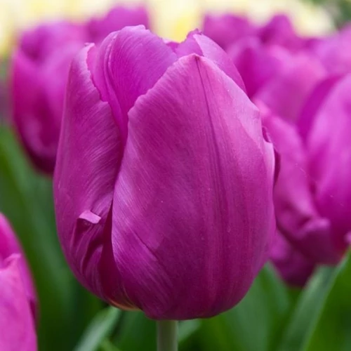 Tulipán - PURPLE PRINCE