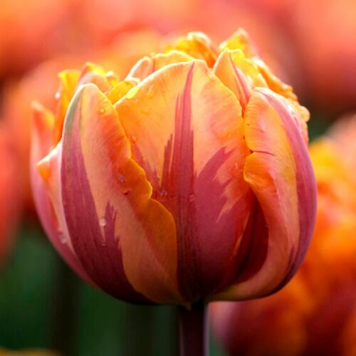Teltvirágú Tulipán - ORANGE PRINCESS
