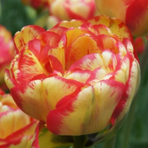 x Teltvirágú Tulipán - SUNDOWNER