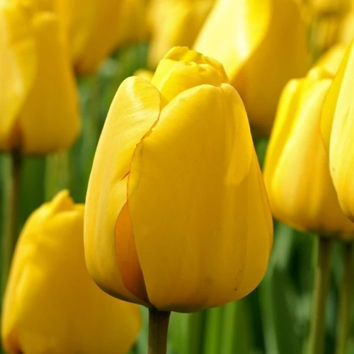 Darwin Tulipán - GOLDEN APELDORN