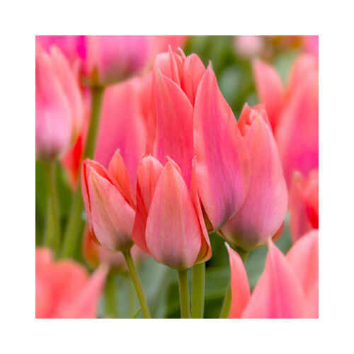 Sokvirágú Tulipán - TORONTO