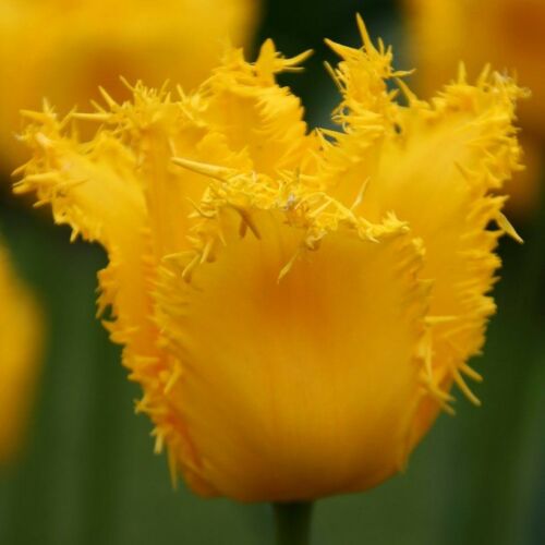 Rojtos szélű Tulipán - YELLOW VALERY