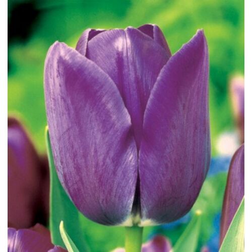 Tulipán - BLUE AIMABLE