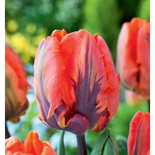 Tulipán - IRENE PARROT