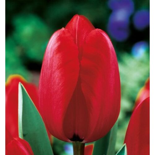 Tulipán - RED IMPRESSION