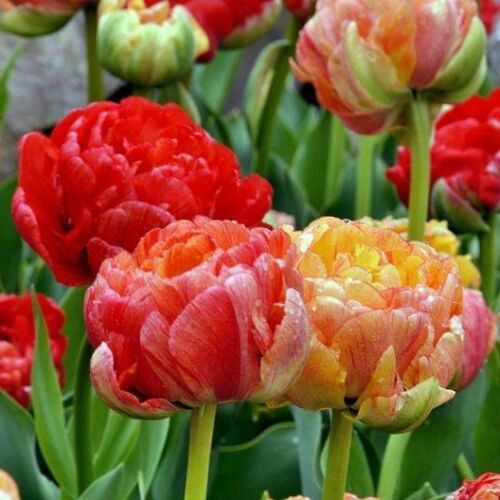 Tulipán különlegesség (